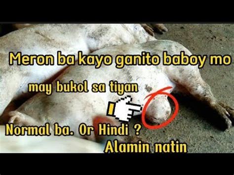 pabukol|Bukol Sa Tiyan .